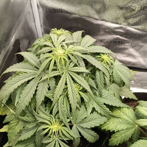 Apple Fritter Autoflower growlog timeline photo