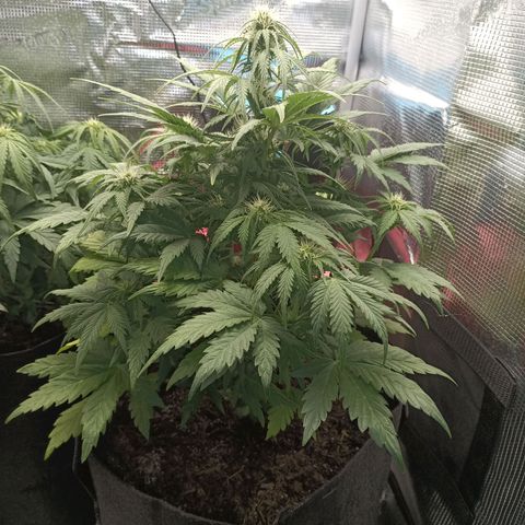 Northern Light Automatic growlog timeline photo