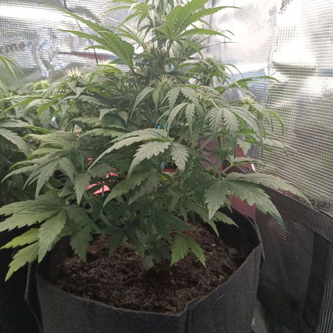 Northern Light Automatic growlog timeline photo