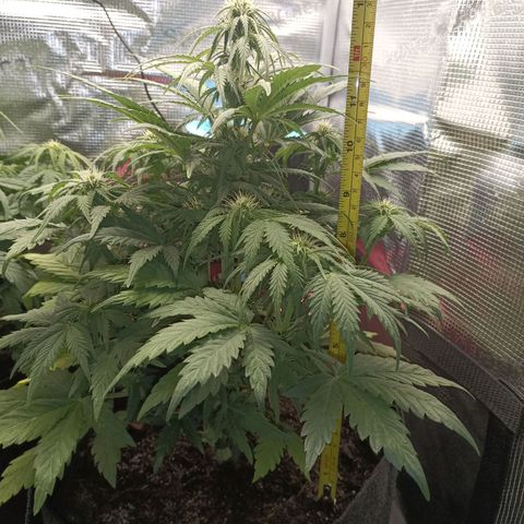 Northern Light Automatic growlog timeline photo