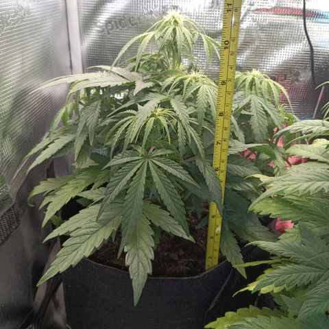 Apple Fritter Autoflower growlog timeline photo