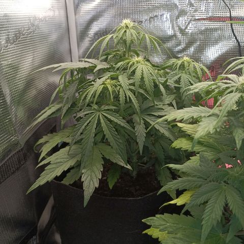 Apple Fritter Autoflower growlog timeline photo