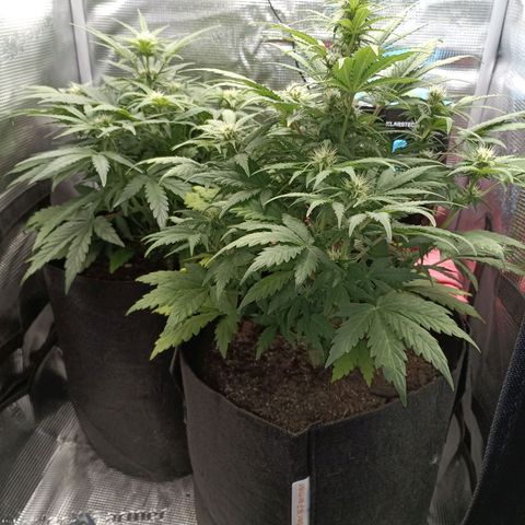 Apple Fritter Autoflower growlog timeline photo