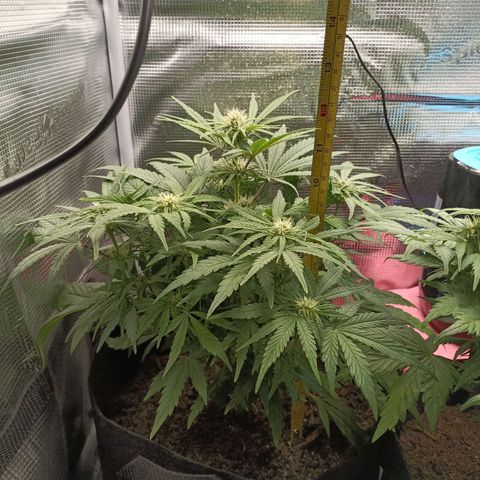 Apple Fritter Autoflower growlog timeline photo