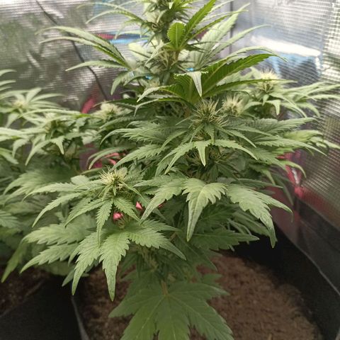 Apple Fritter Autoflower growlog timeline photo