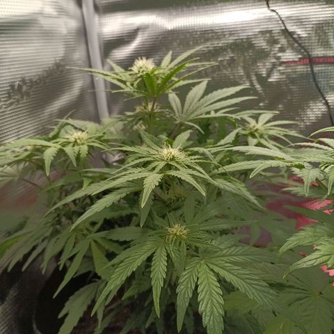 Apple Fritter Autoflower growlog timeline photo