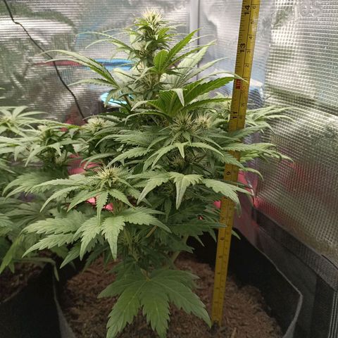Apple Fritter Autoflower growlog timeline photo