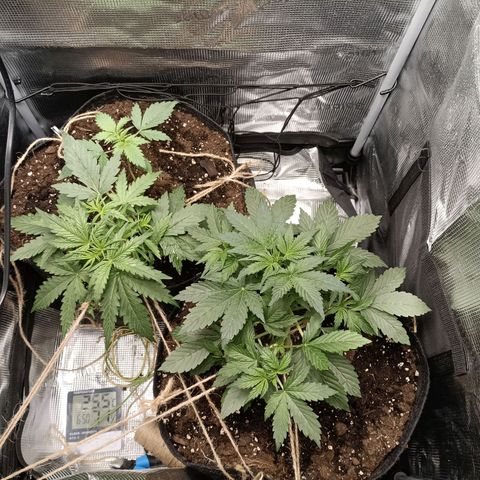 Apple Fritter Autoflower growlog timeline photo