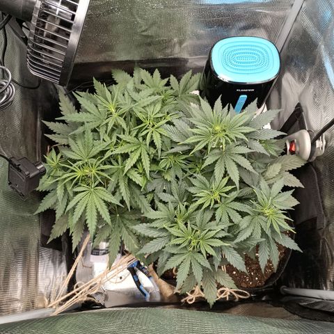 Apple Fritter Autoflower growlog timeline photo