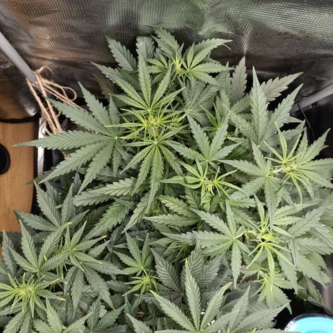 Apple Fritter Autoflower growlog timeline photo