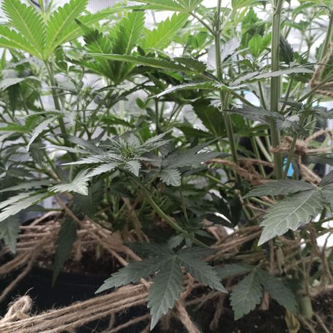 Apple Fritter Autoflower growlog timeline photo