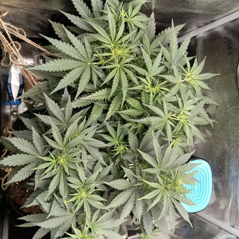 Apple Fritter Autoflower growlog timeline photo