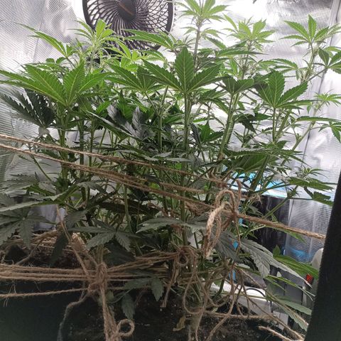 Apple Fritter Autoflower growlog timeline photo
