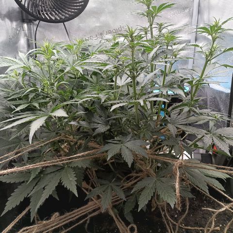 Apple Fritter Autoflower growlog timeline photo