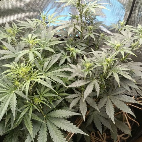 Apple Fritter Autoflower growlog timeline photo