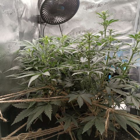 Apple Fritter Autoflower growlog timeline photo