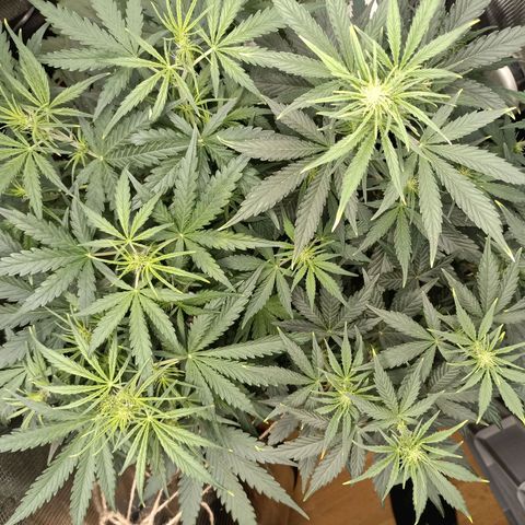 Apple Fritter Autoflower growlog timeline photo