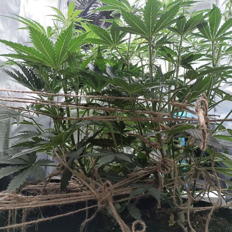 Apple Fritter Autoflower growlog timeline photo