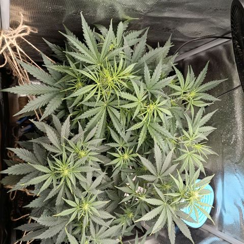 Apple Fritter Autoflower growlog timeline photo