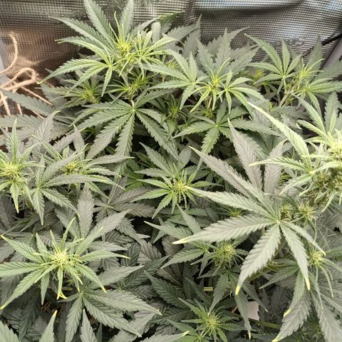Apple Fritter Autoflower growlog timeline photo