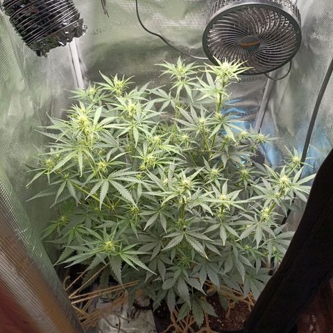 Apple Fritter Autoflower growlog timeline photo
