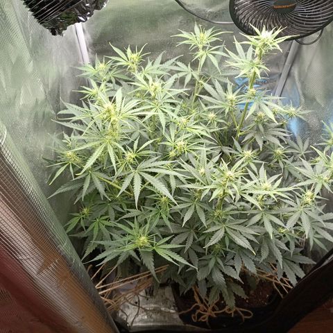 Apple Fritter Autoflower growlog timeline photo