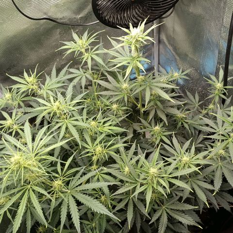 Apple Fritter Autoflower growlog timeline photo