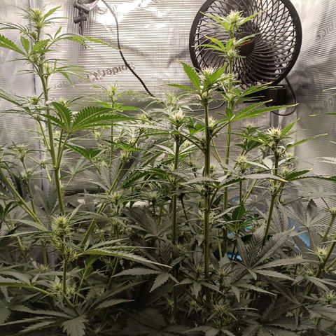 Apple Fritter Autoflower growlog timeline photo