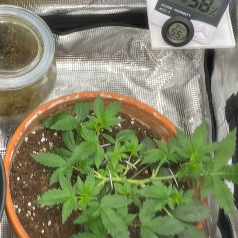Mamba Negra growlog timeline photo