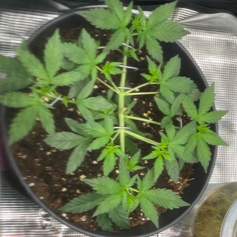 Amnesia Haze growlog timeline photo