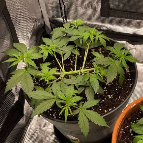 Amnesia Haze growlog timeline photo