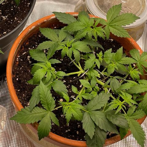 Mamba Negra growlog timeline photo
