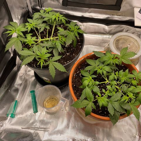 Mamba Negra growlog timeline photo