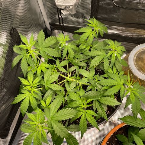 Amnesia Haze growlog timeline photo