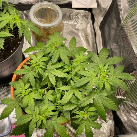 Mamba Negra growlog timeline photo
