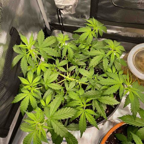 Amnesia Haze growlog timeline photo