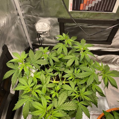 Amnesia Haze growlog timeline photo