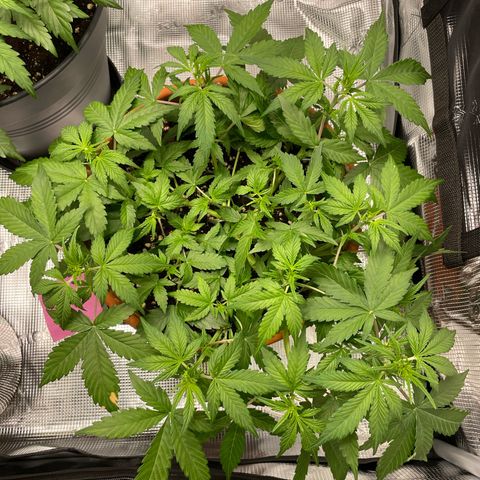 Mamba Negra growlog timeline photo