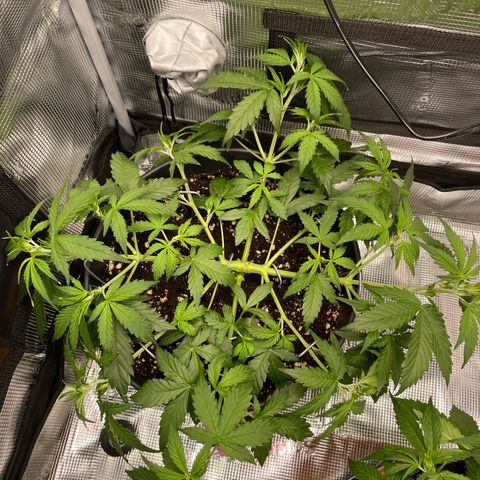 Amnesia Haze growlog photo: After lst 