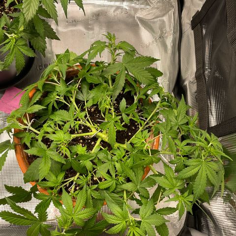 Mamba Negra growlog photo: After lst 
