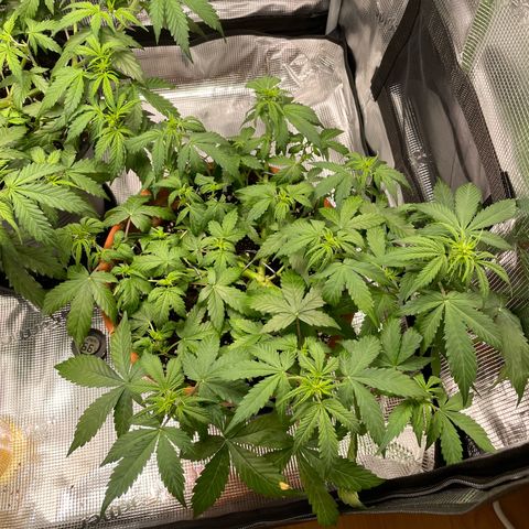 Mamba Negra growlog photo: 1h after watering leaves still kinda droopy.
Soil was probably too dry before this watering.