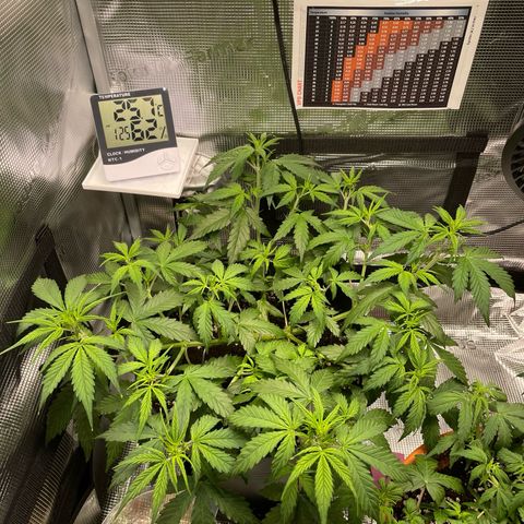 Amnesia Haze growlog timeline photo