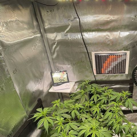 Amnesia Haze growlog timeline photo