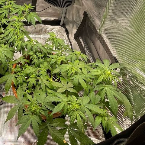 Mamba Negra growlog timeline photo