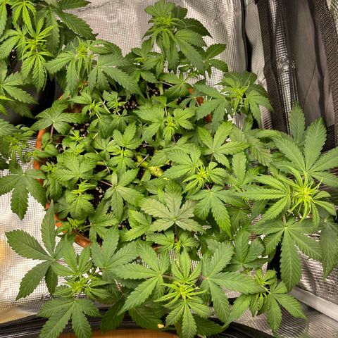 Mamba Negra growlog timeline photo