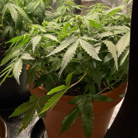 Mamba Negra growlog timeline photo