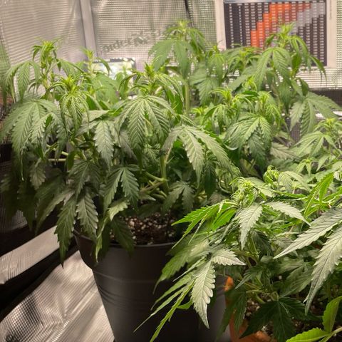 Amnesia Haze growlog timeline photo