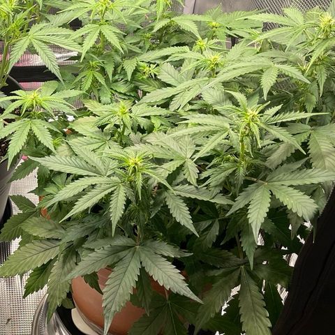 Mamba Negra growlog photo: The day after flushing. She looks a bit better. Leaves are still a little droopy but the tips are less twisted than before