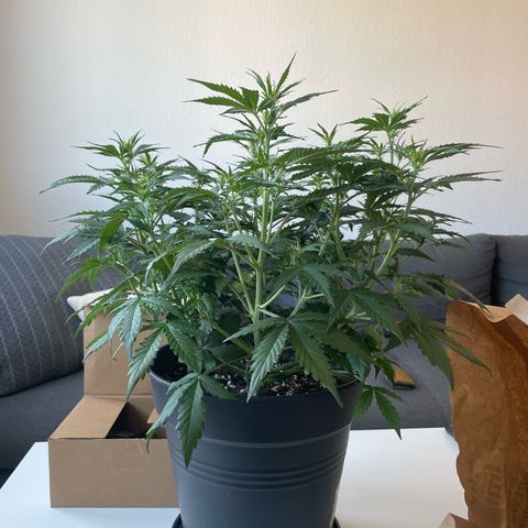 Amnesia Haze growlog photo: Before lollipoping and defoliating