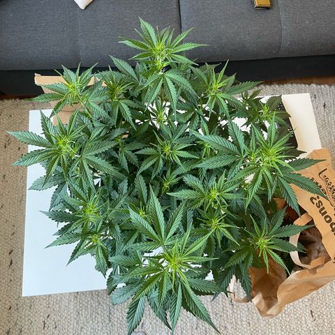 Amnesia Haze growlog photo: Before lollipoping and defoliating